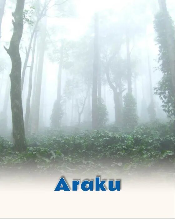 Green coffee valleys of Araku