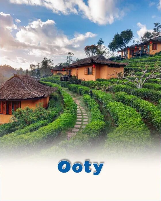 Tea gardens on the hills of Ooty